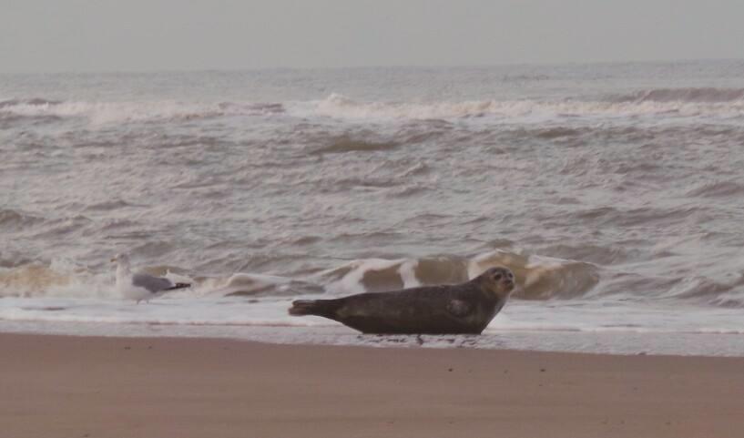 De Blaauboer, Vakantiehuisje Egmond aan Zee Szoba fotó